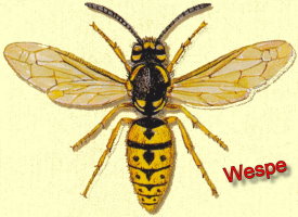 wespenarten